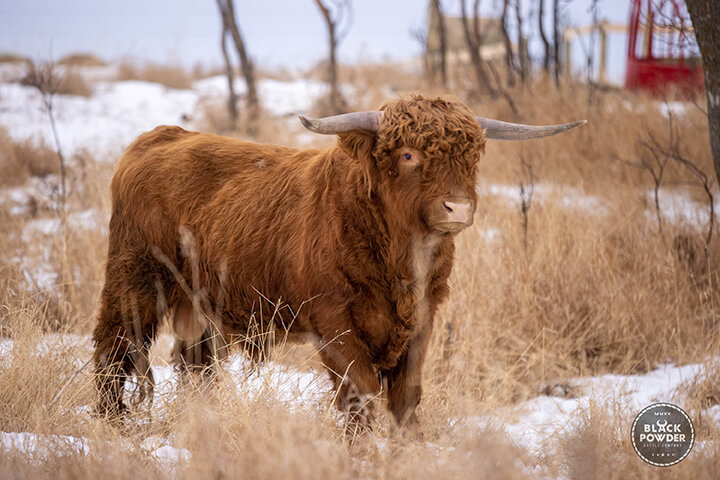A scottish highland cow in a field at Black Powder Cattle Company