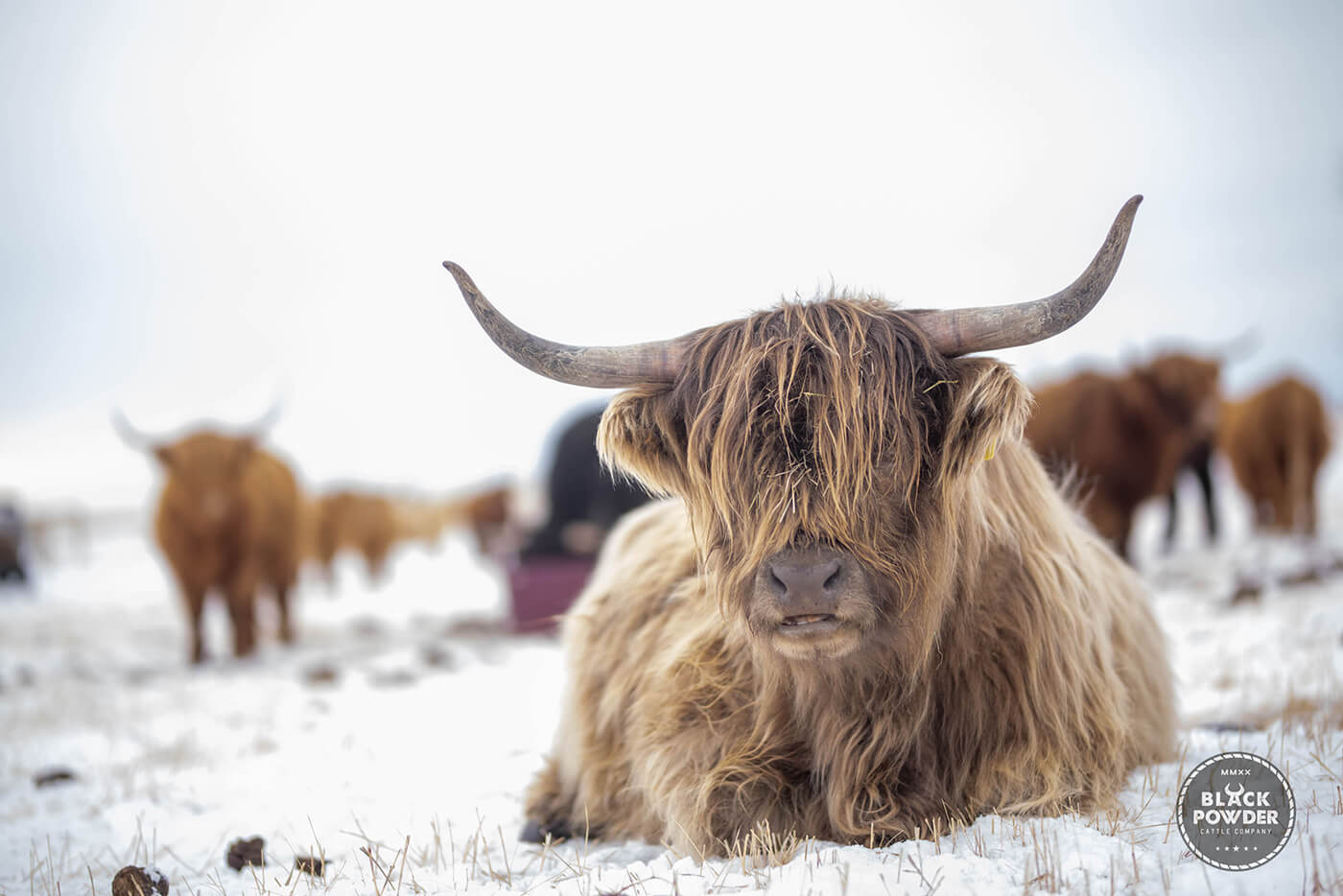 A Purebred, Registered Highland Cow from Black Powder Cattle Company