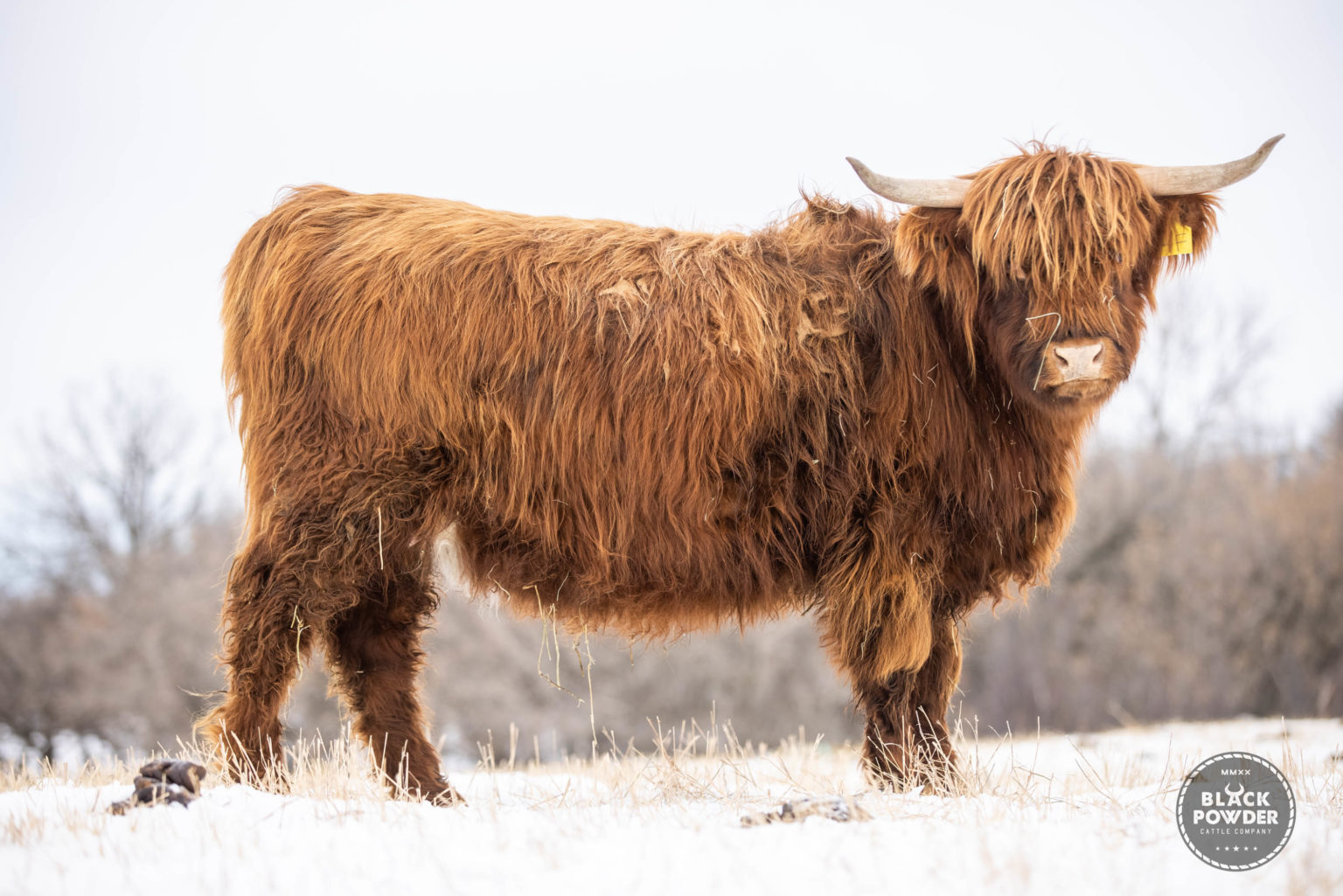 Jatoba of Black Powder Black Powder Cattle
